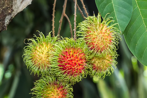 Rambutan en el árbol — Foto de Stock