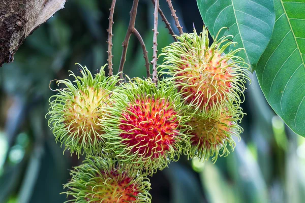 Rambutan on tree — Stock Photo, Image