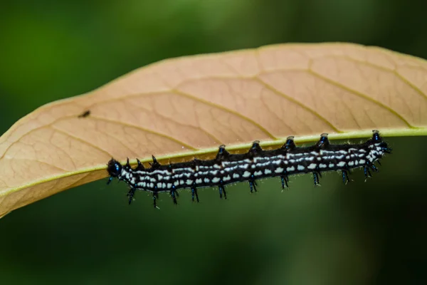 Cor verme borboleta — Fotografia de Stock