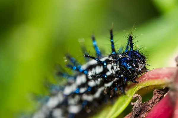 Cor verme borboleta — Fotografia de Stock