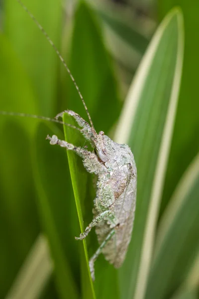 Sauterelle sur feuille — Photo