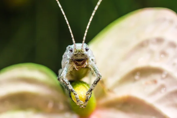 Heuschrecke auf Blatt — Stockfoto