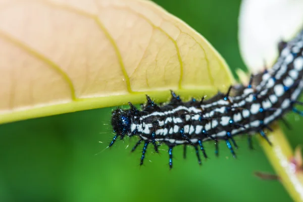 Cor verme borboleta — Fotografia de Stock