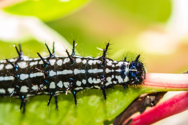 Cor verme borboleta — Fotografia de Stock