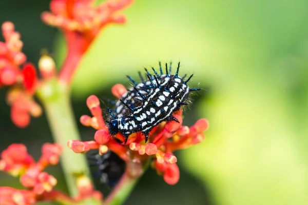 Gusano mariposa de color —  Fotos de Stock