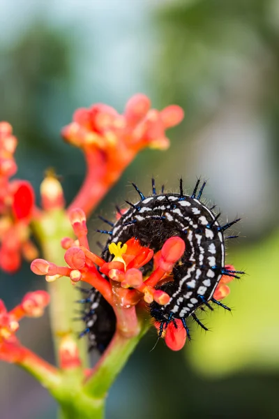 Cor verme borboleta — Fotografia de Stock