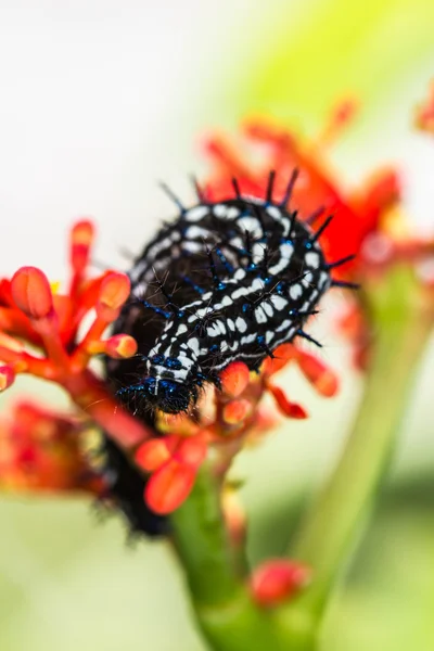 Colore verme farfalla — Foto Stock