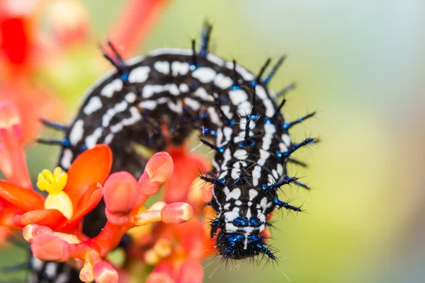 Бабочка-червяк — стоковое фото