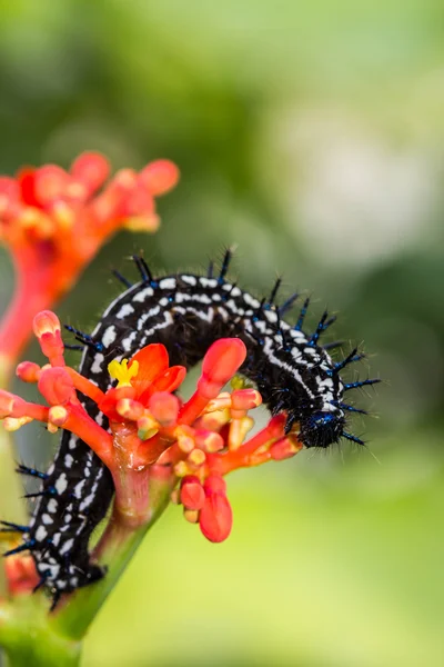 Cor verme borboleta — Fotografia de Stock