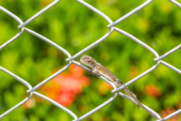 Chameleon on the wire fence — Stock Photo, Image