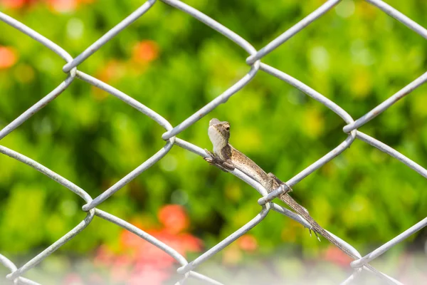 Chameleon on the wire fence — Stock Photo, Image