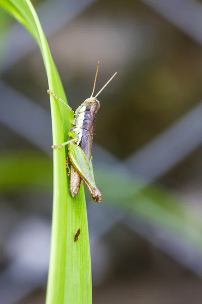 Grasshopper on leaf — Stock Photo, Image