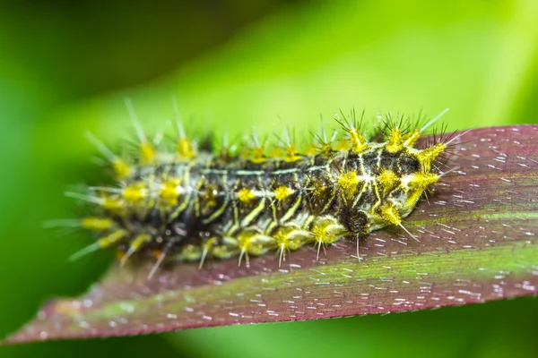 Cor verme borboleta — Fotografia de Stock