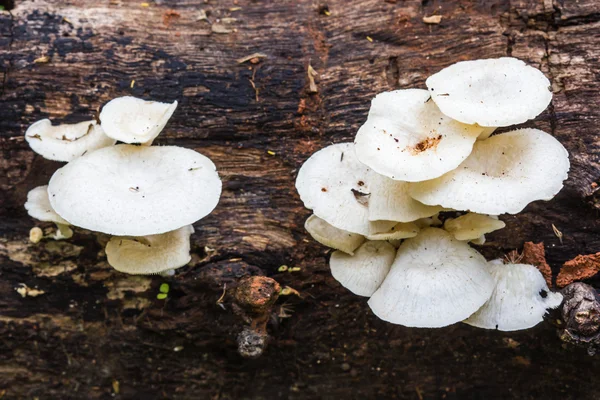 Mushrooms in the forest — Stock Photo, Image