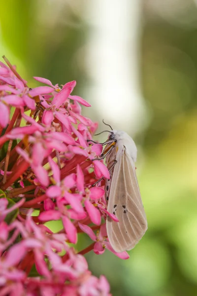 Papillon de nuit sur fleur — Photo