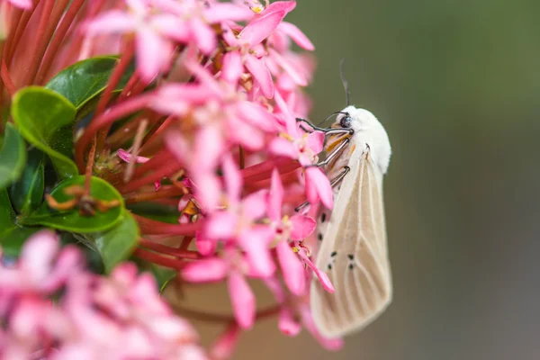 Motýl na květině — Stock fotografie