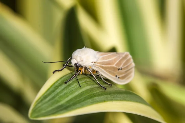 Moth on leaf — Stock Photo, Image