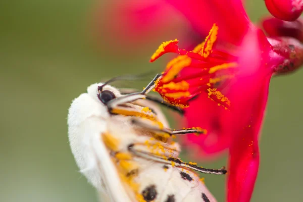 Moth on leaf — Stock Photo, Image