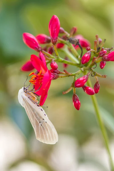 葉の蛾 — ストック写真