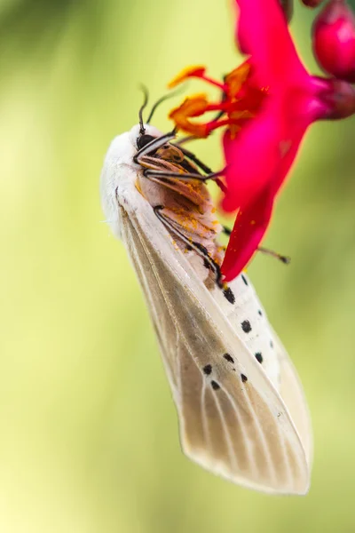 Falena sulla foglia — Foto Stock