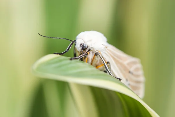 Moth on leaf — Stock Photo, Image