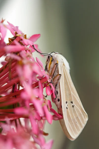 Papillon de nuit sur fleur — Photo