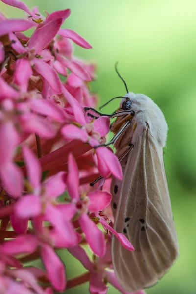 Motte auf Blume — Stockfoto