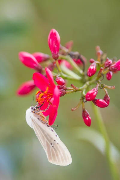 Falena sulla foglia — Foto Stock