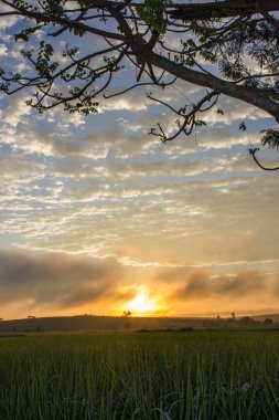 gündoğumu o pirinç alan
