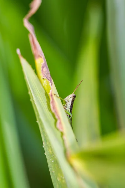 A Little cute Grasshopper — Stock Photo, Image