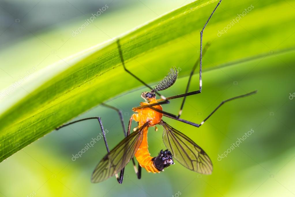 Mosquito naranja y negro