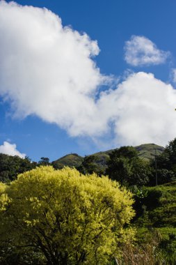ağaç ve mavi gökyüzü üzerinde genç yaprak