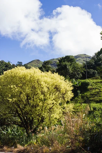 Hoja joven en el árbol y el cielo azul — Foto de Stock