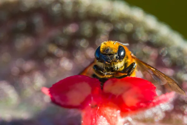 Μικρή μέλισσα σε πορτοκαλί λουλούδι — Φωτογραφία Αρχείου