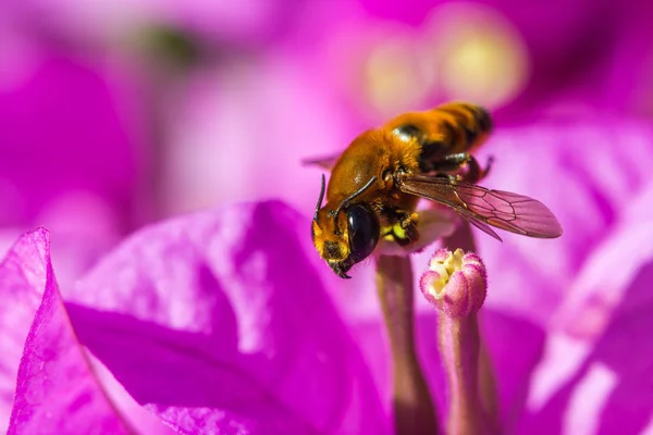 Little bee on purple flower — Stock Photo, Image