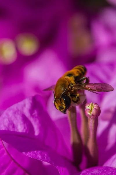 Маленькая пчела на фиолетовом цветке — стоковое фото