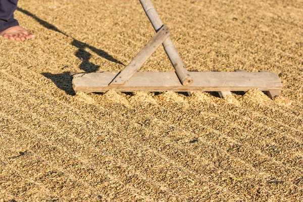 Secagem de arroz colhido em campo plano — Fotografia de Stock