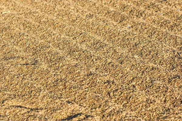 Essiccazione del riso raccolto in un campo piatto — Foto Stock