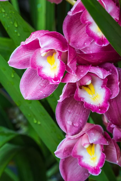 Pink orchid on nature background — Stock Photo, Image