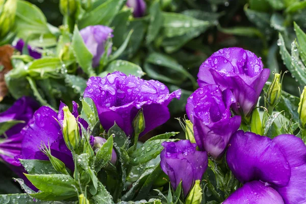 Purple  lisanthus flowers on nature background — Stock Photo, Image