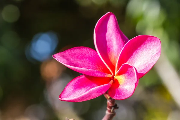 Orquídea rosa sobre fondo de la naturaleza —  Fotos de Stock