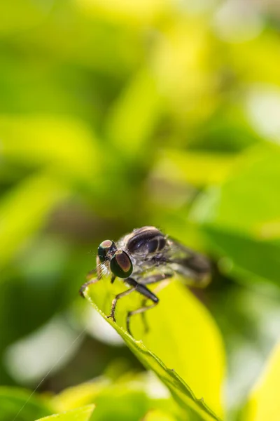 Robber Fly na folha verde — Fotografia de Stock