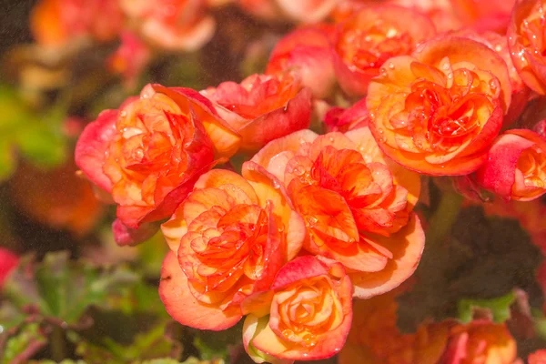 Orquídea rosa sobre fondo de la naturaleza — Foto de Stock