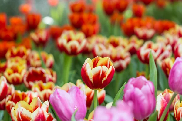 Lindo tulipán naranja en el jardín — Foto de Stock