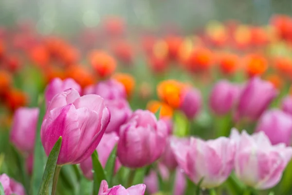 Lindo tulipán rosa en el jardín — Foto de Stock