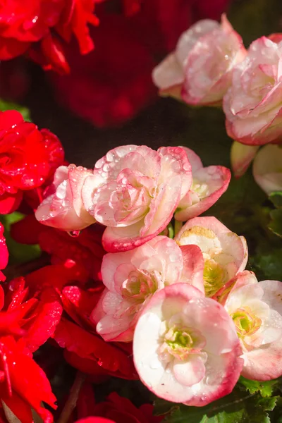Orquídea rosa naturaleza fondo — Foto de Stock