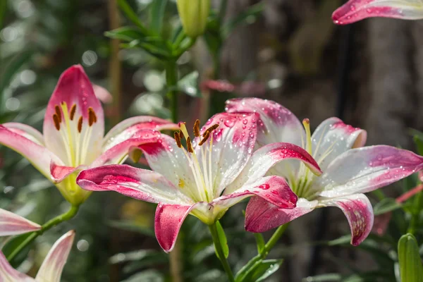 Pink lily on nature background — Stock Photo, Image