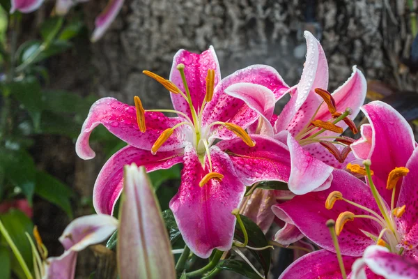 Pink lily on nature background — Stock Photo, Image