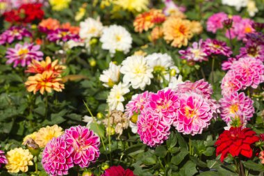 Tüm Yıldız çiçeği çiçek bahçesinde