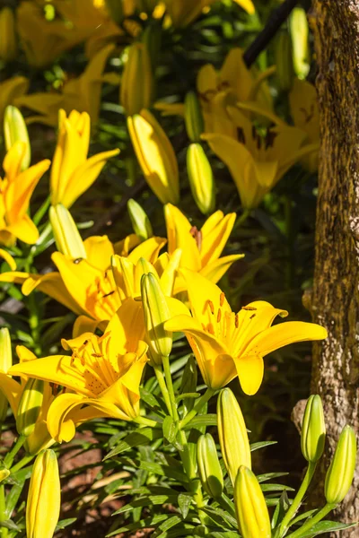 Желтая лилия на фоне природы — стоковое фото